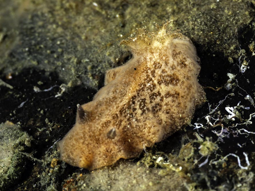 Caryophillidia dorid sp. B